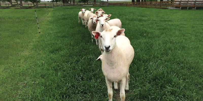 9 white shorn ewes with black noses standing in line in a green pasture