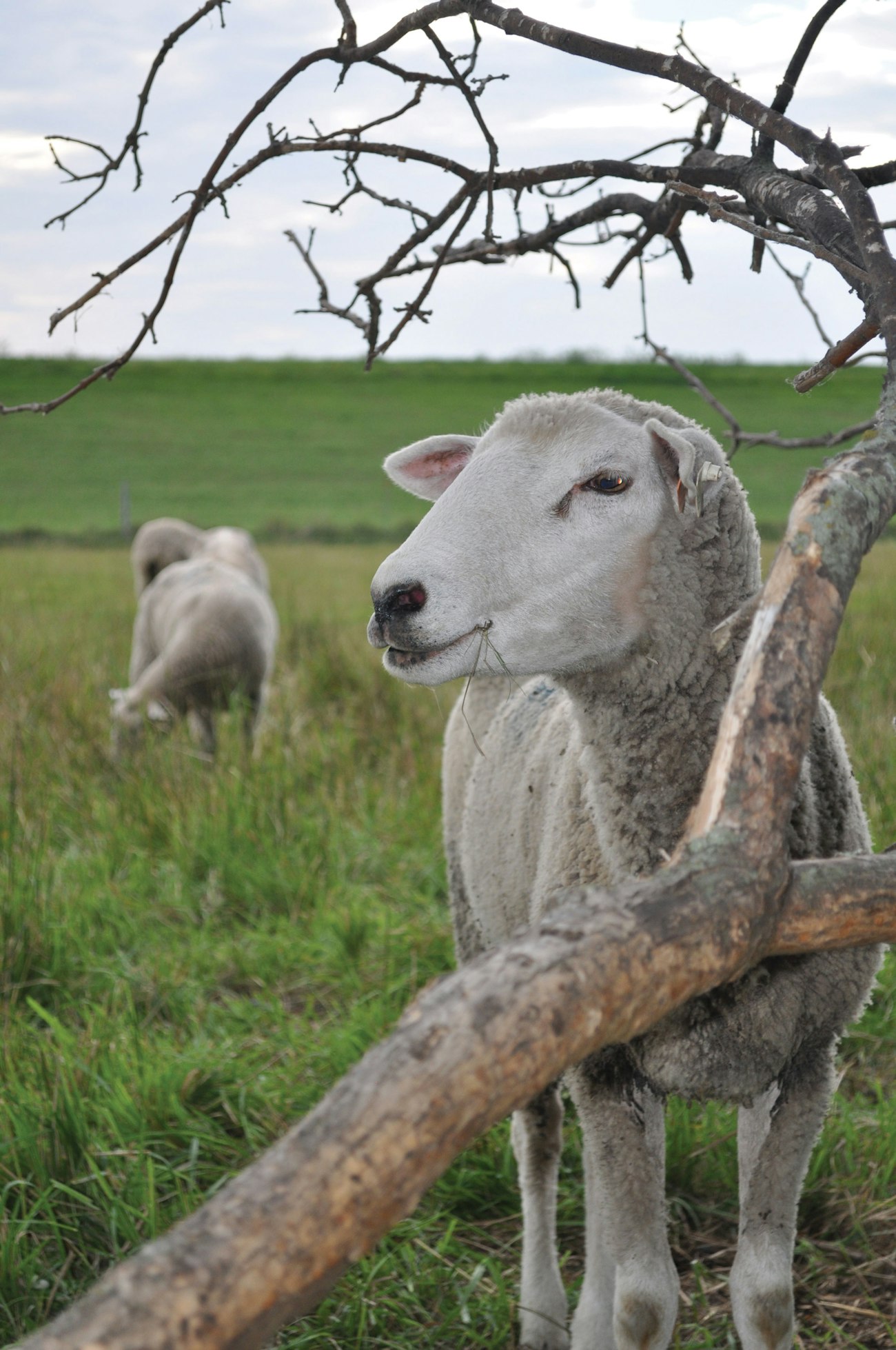 One sheep in foreground with grass in her mouth; two sheep in background on green pasture