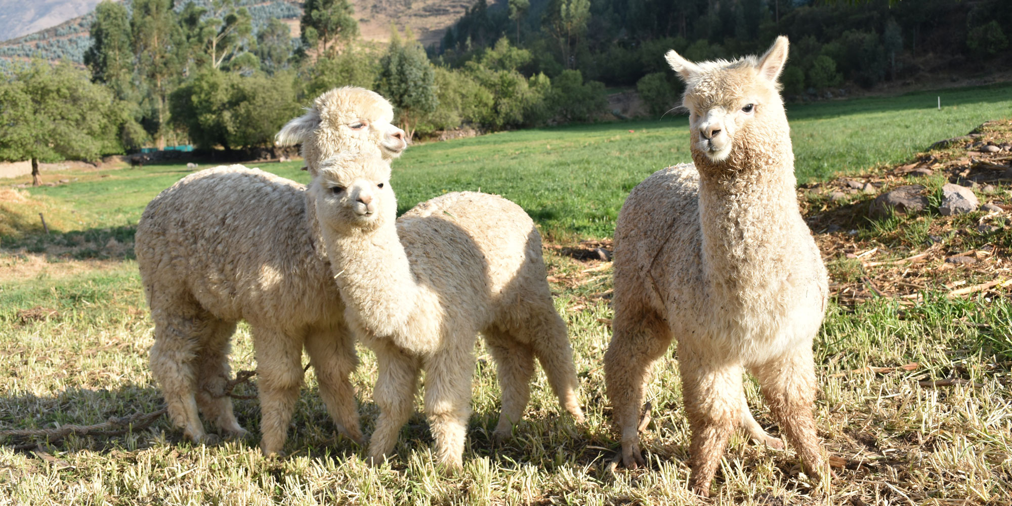 Suri Alpaca's Lustrous Locks | Farm & Fiber Knits