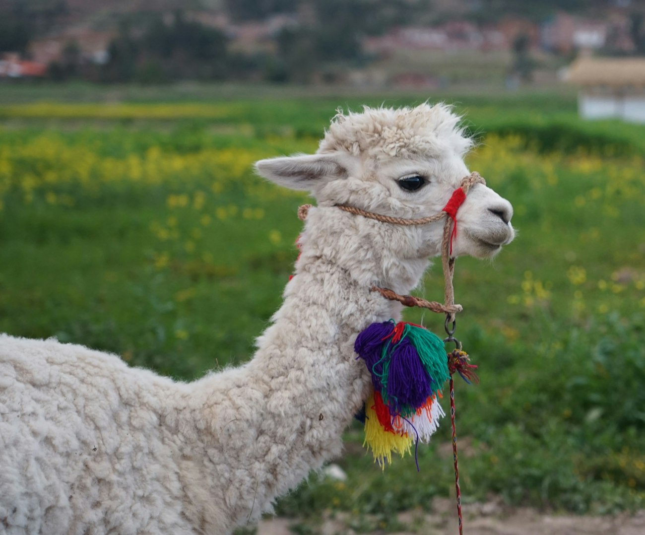 Alpaca Peruana World's Finest Alpaca Fiber Produced Using Petroperu's