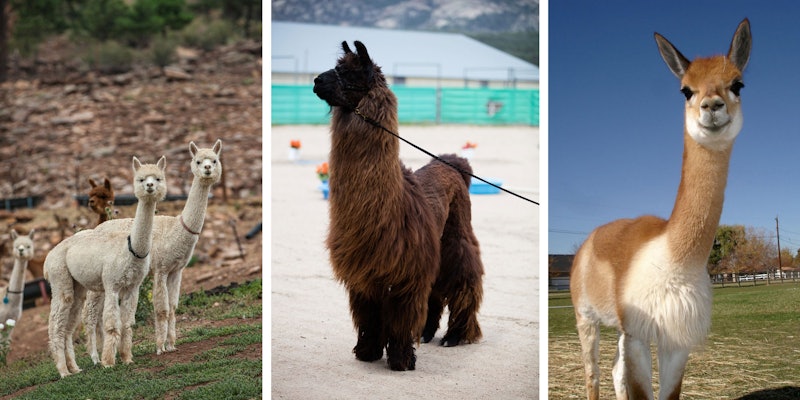2 white alpacas in field, 1 black llama, and 1 fawn paco-vicuña