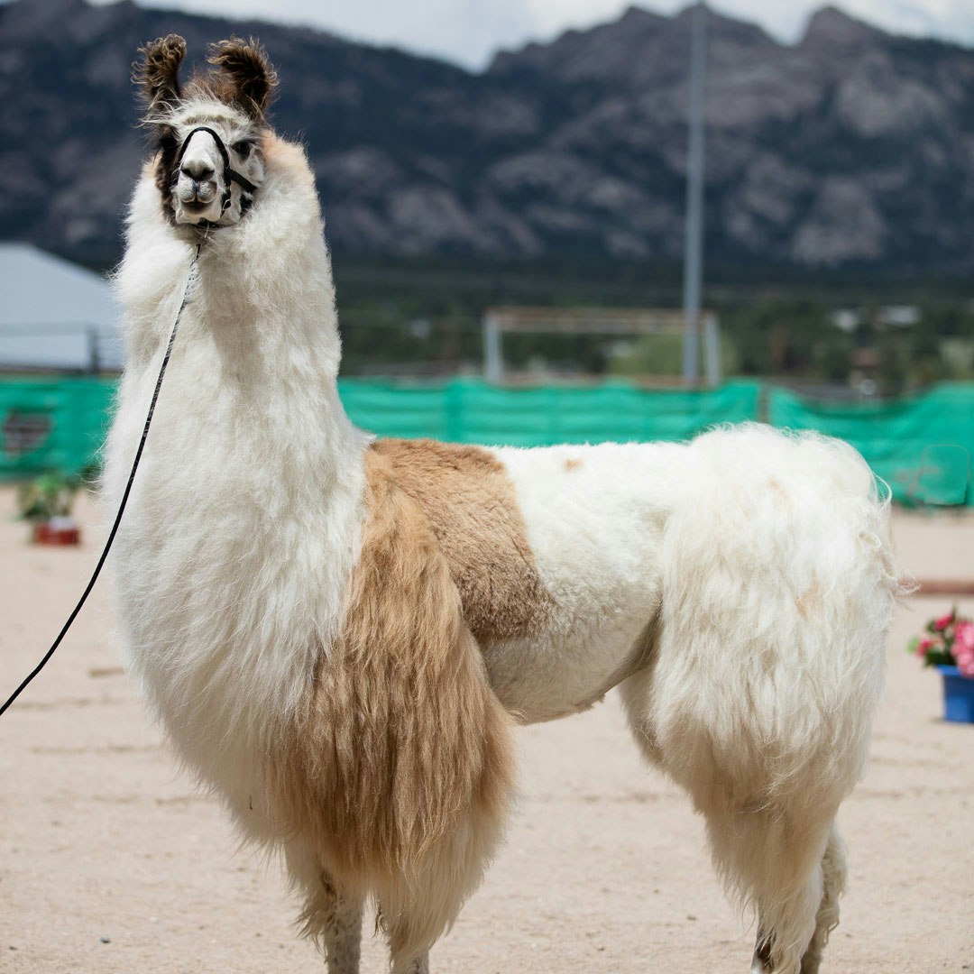 Tan and white llama with halter and lead