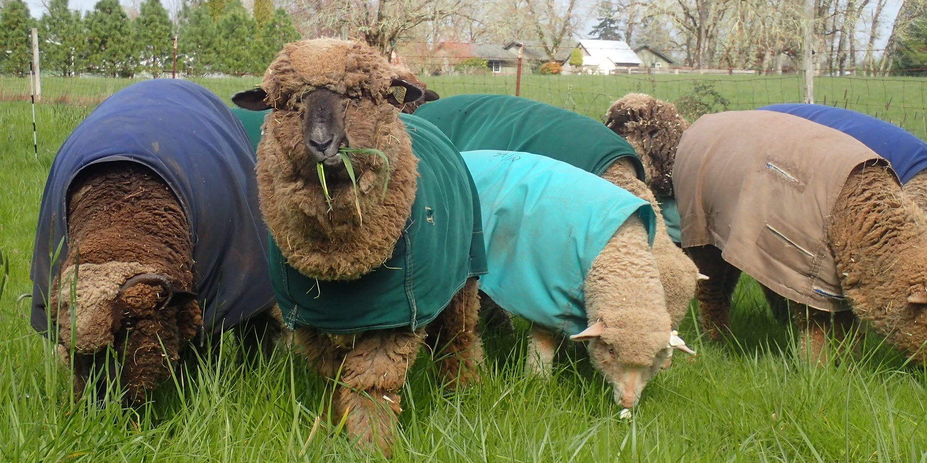 How Many Colors Can One Sheep Grow? | Farm & Fiber Knits