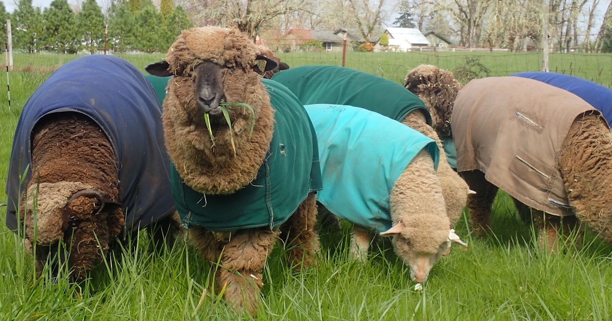 Sheep Colos How Many Colors Can One Sheep Grow? | Farm & Fiber Knits