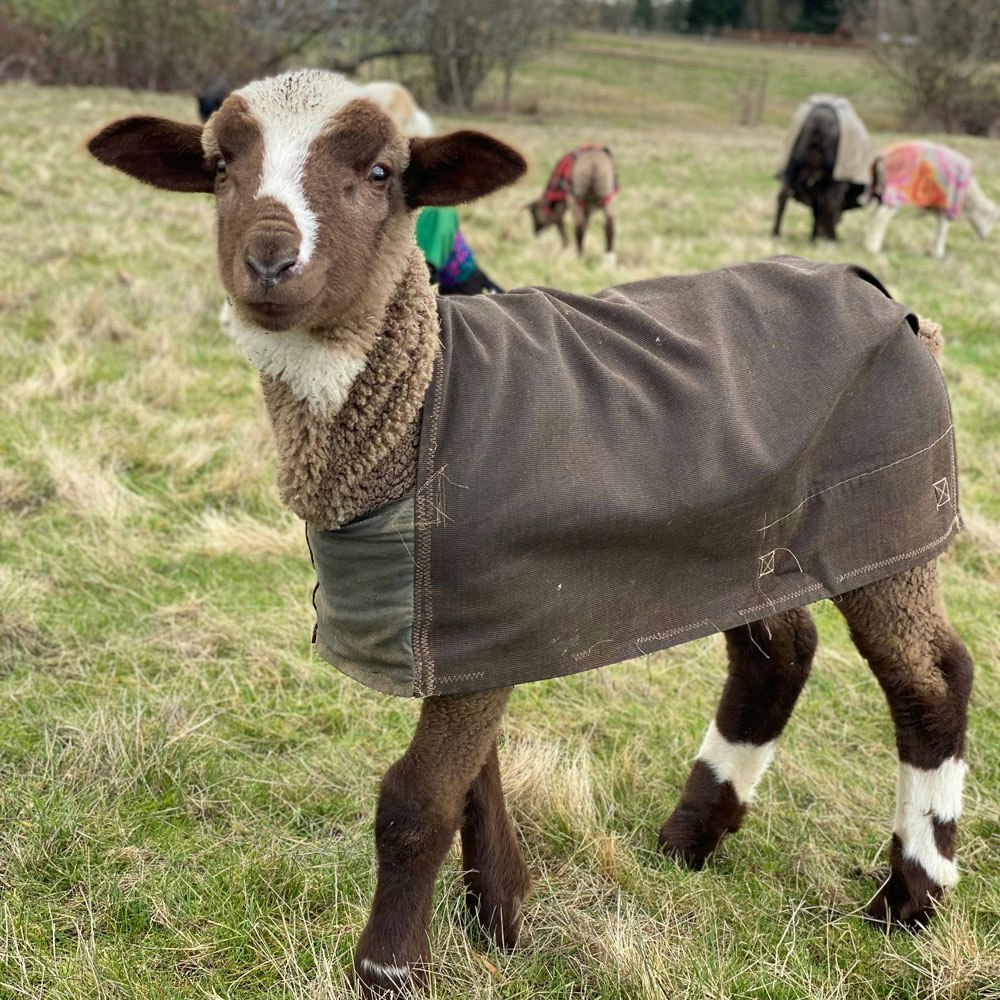 Brown and white lamb in dark brown coat