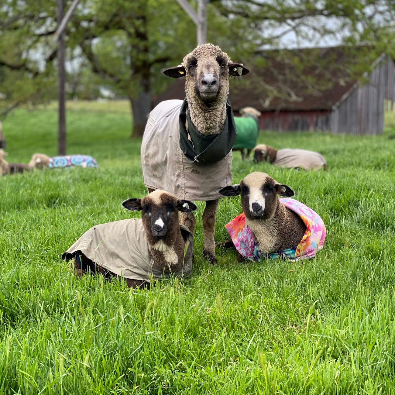 Brown ewe and brown-and-white lambs
