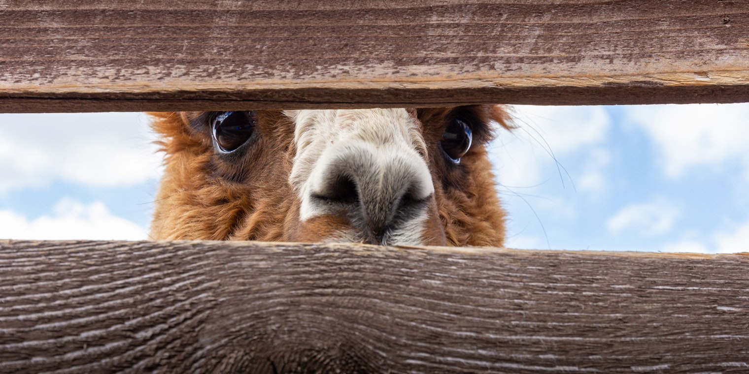 alpaca looking through wood fence