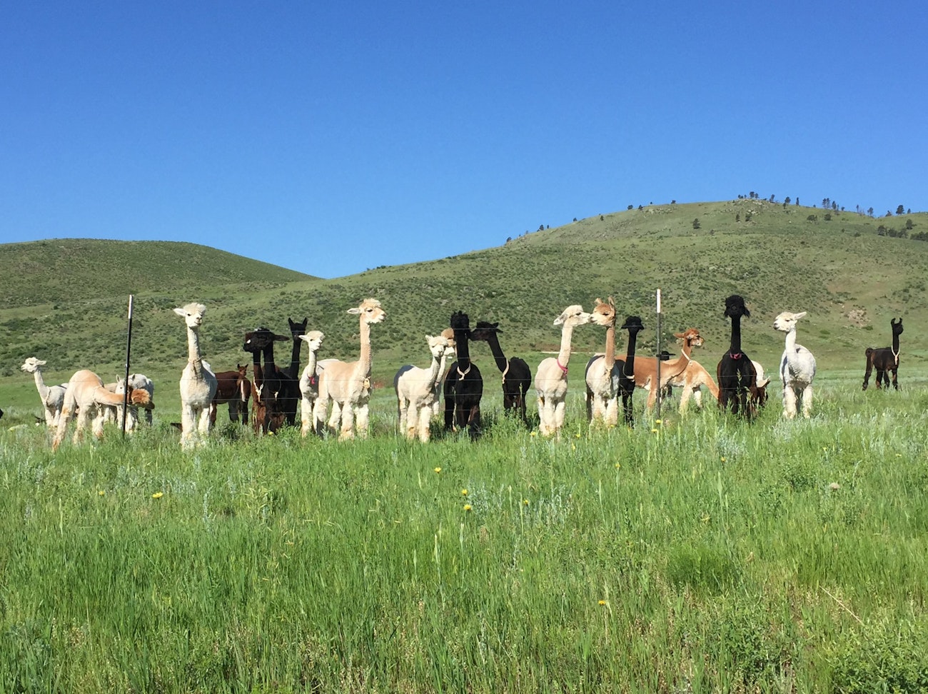 A heard of alpacas in a grass field with foothills in the background. Photo used with permission from Denise Haines