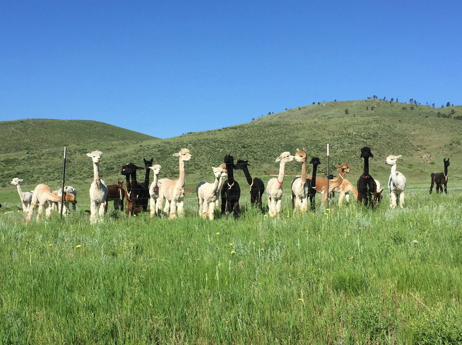 A heard of alpacas in a grass field with foothills in the background. Photo used with permission from Denise Haines