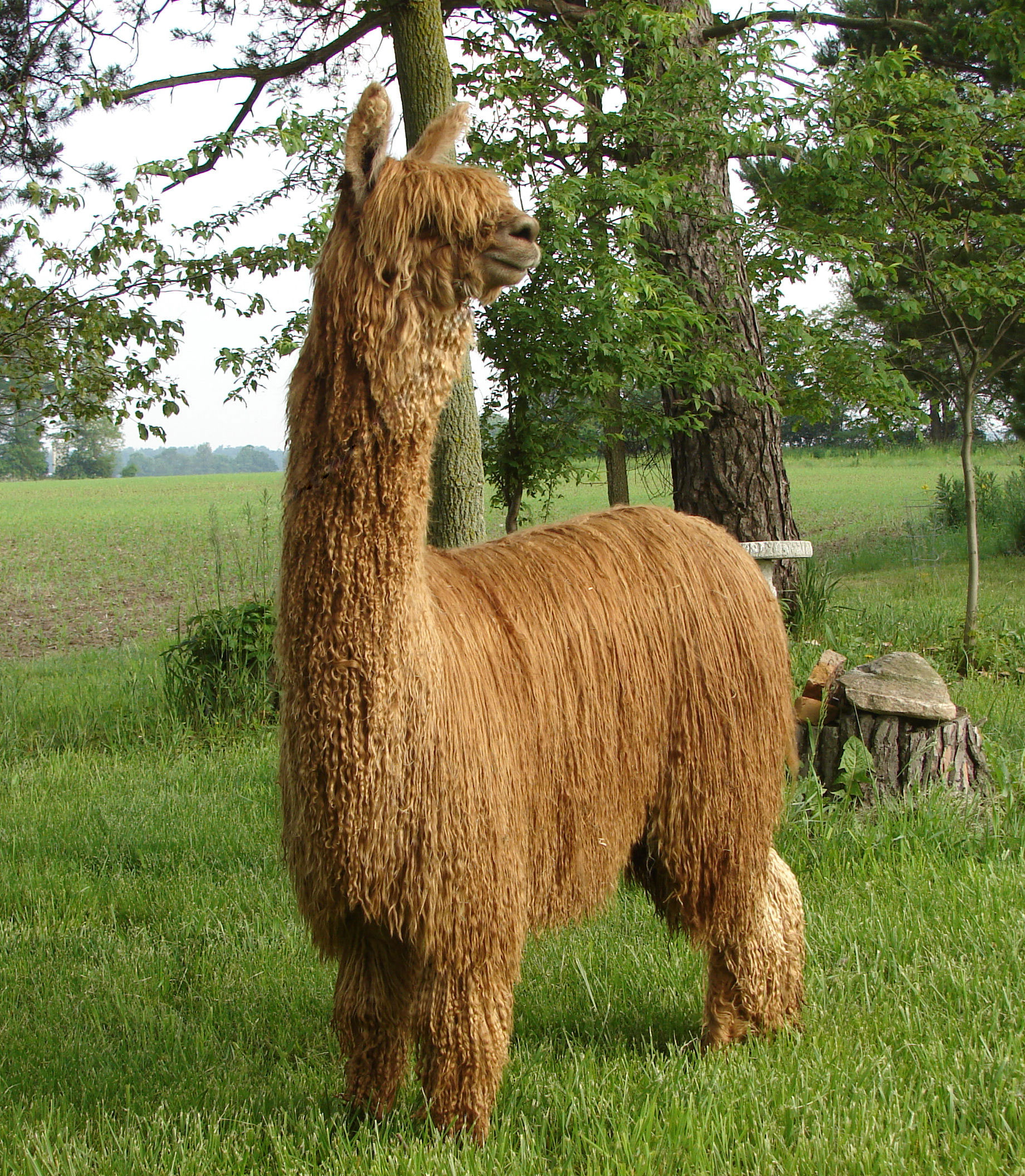 Suri Alpaca's Lustrous Locks | Farm & Fiber Knits