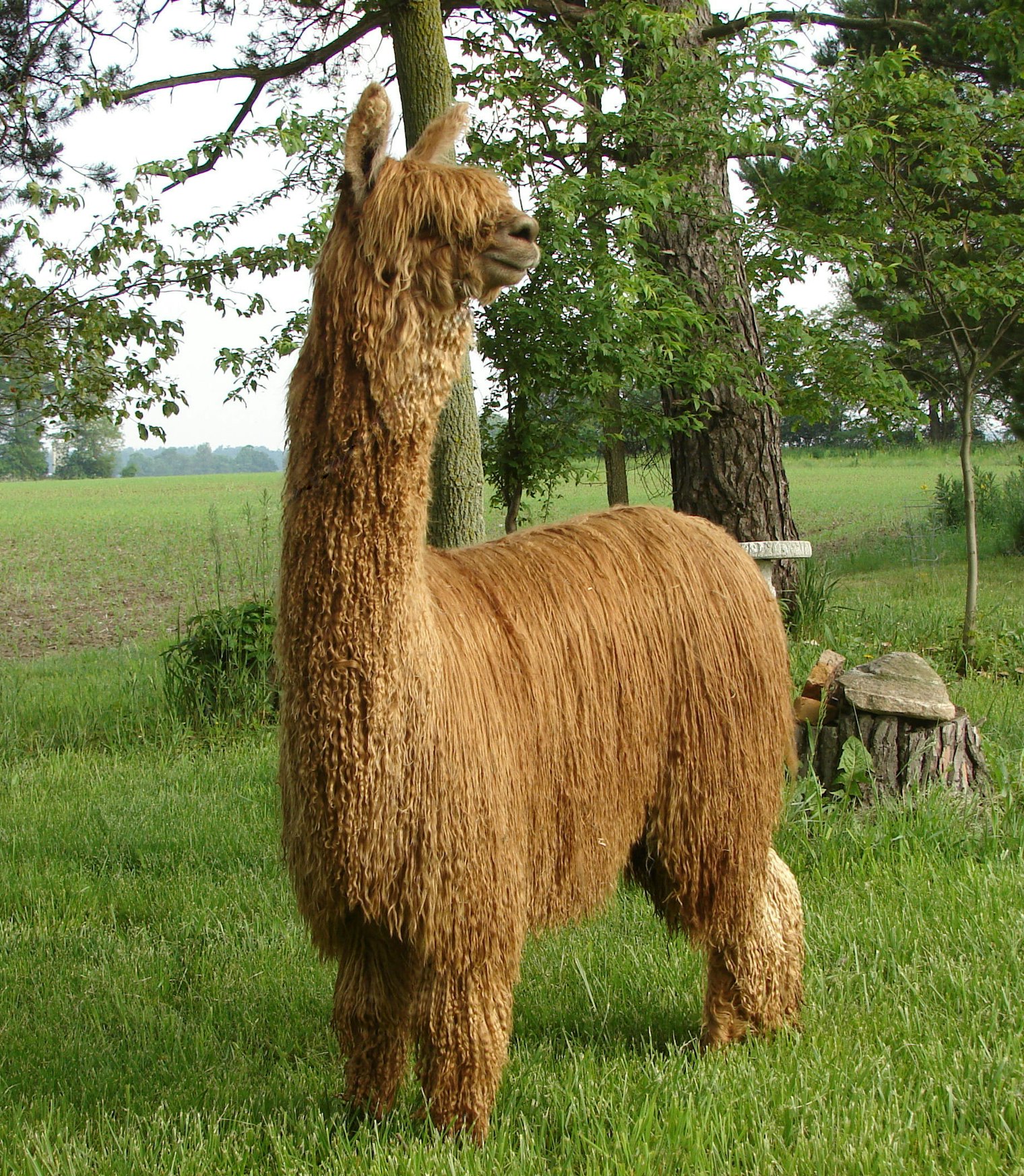 A suri alpaca is shown in full fleece. Photo courtesy of Salt River Alpacas