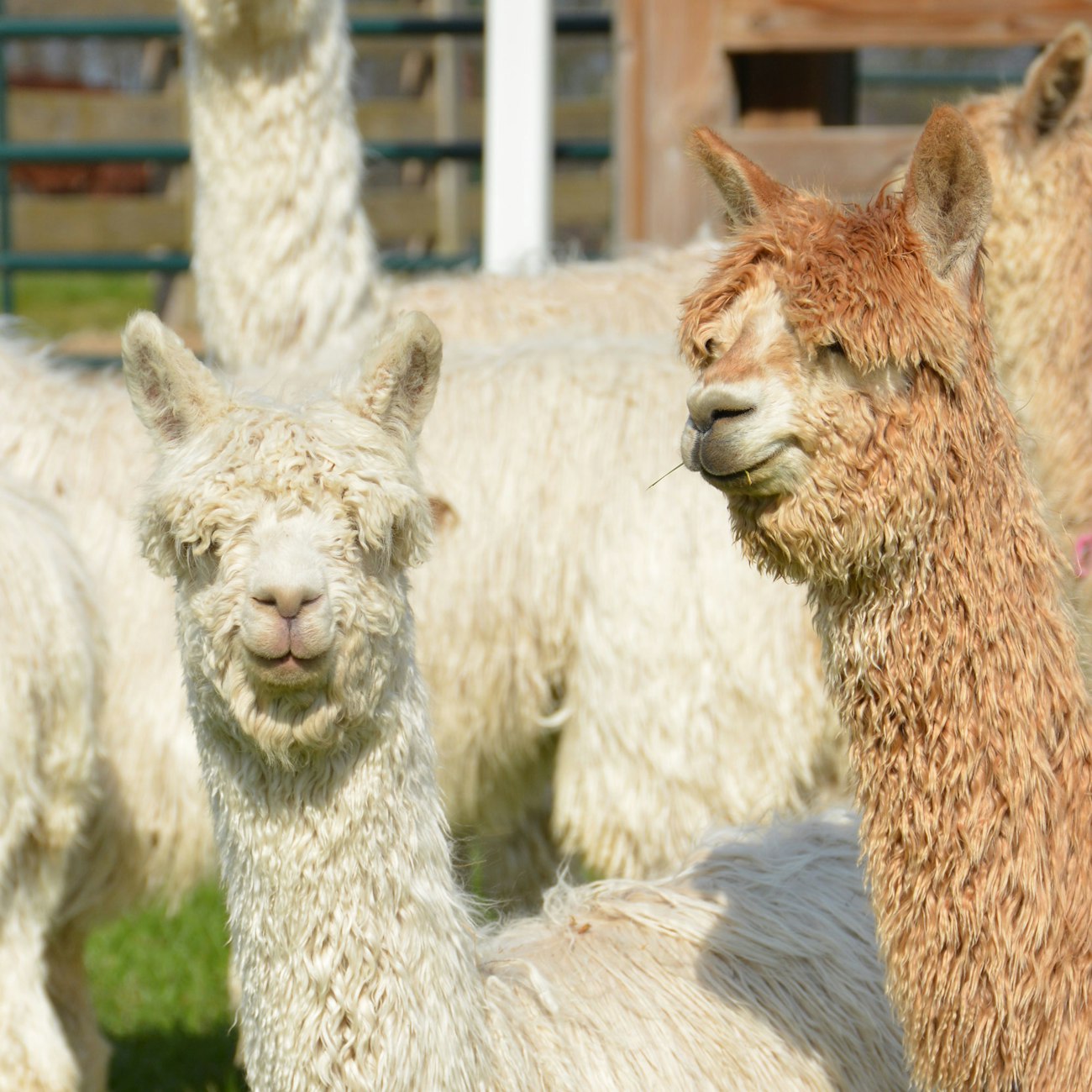 Suri alpacas