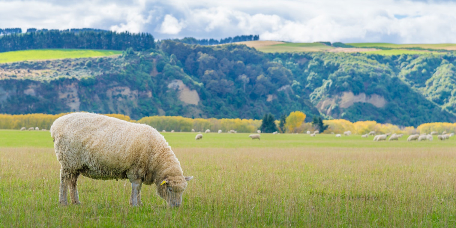Single sheep against New Zealand mountains