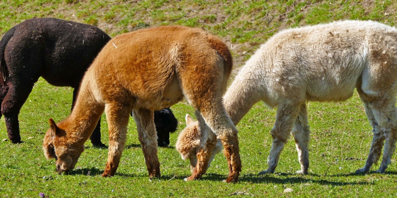 black, fawn, and beige alpaca in a field