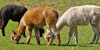 The Natural Colors of Alpaca Fiber Image