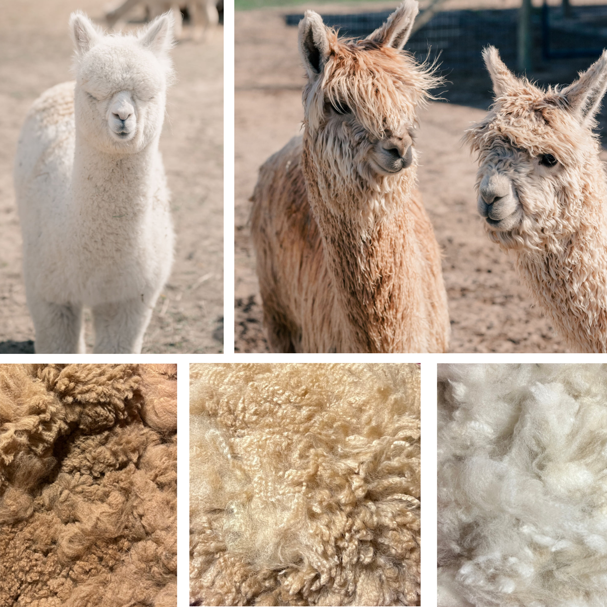 小物 MARKAWARE NATURAL COLOR ALPACA STOLE The Natural Colors of Alpaca Fiber | Farm & Fiber Knits