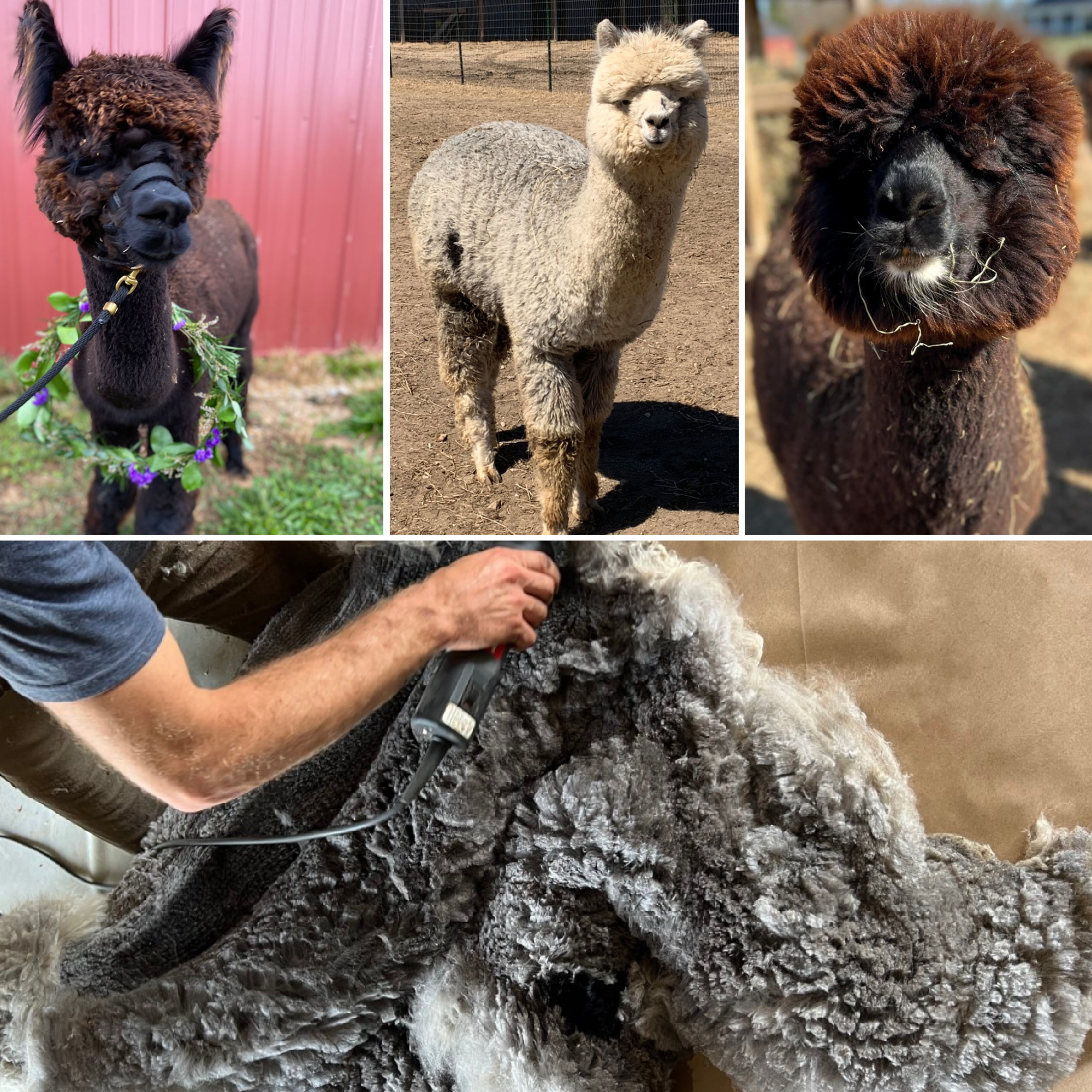 The Natural Colors of Alpaca Fiber | Farm & Fiber Knits