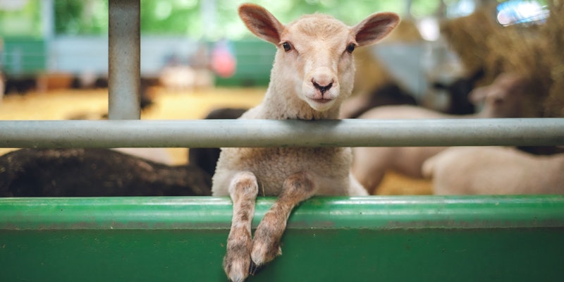 Sheep peering over fence in barn