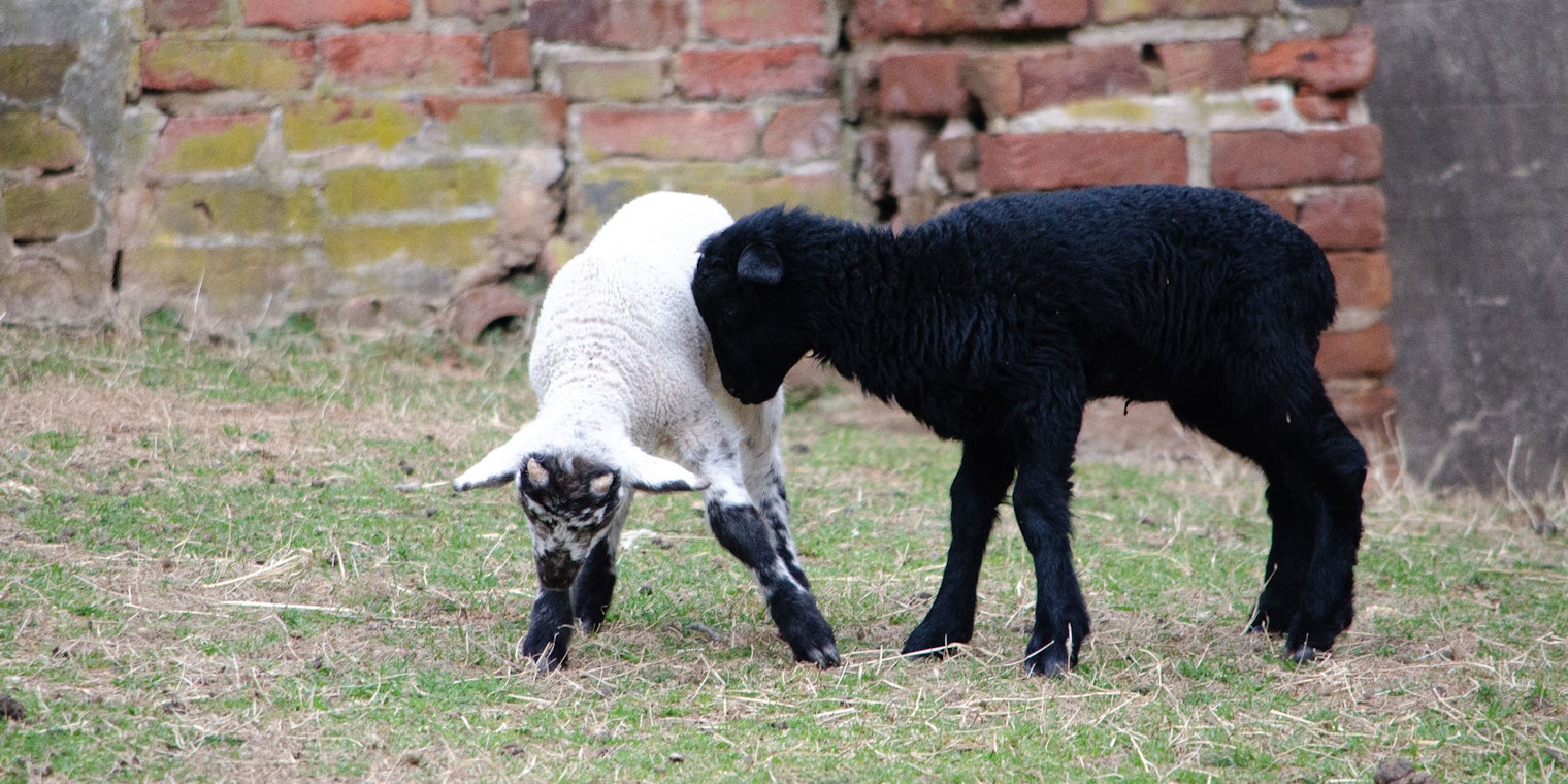 White-and-black and black lamb