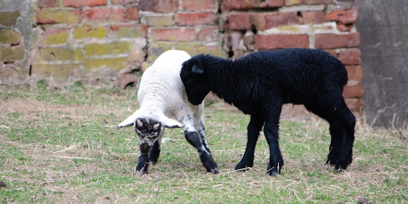 White-and-black and black lamb