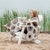 Wool into Stone Afghan Image