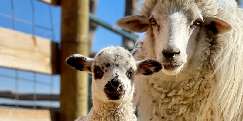 Lamb and ewe