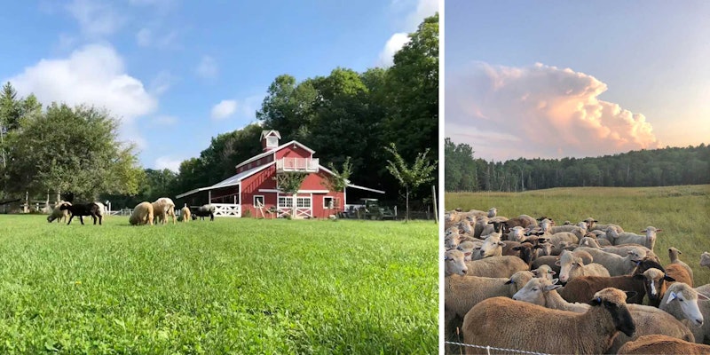 Vermont's Wing & A Prayer Farm (left) and Meadowcroft Farms in Maine (right) offer a peek into life on a fiber farm. Photo at left by Jenn Bakos, courtesy of Tamara White; at right courtesy of Nanne Kennedy