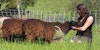 Grazing Groundskeepers Image