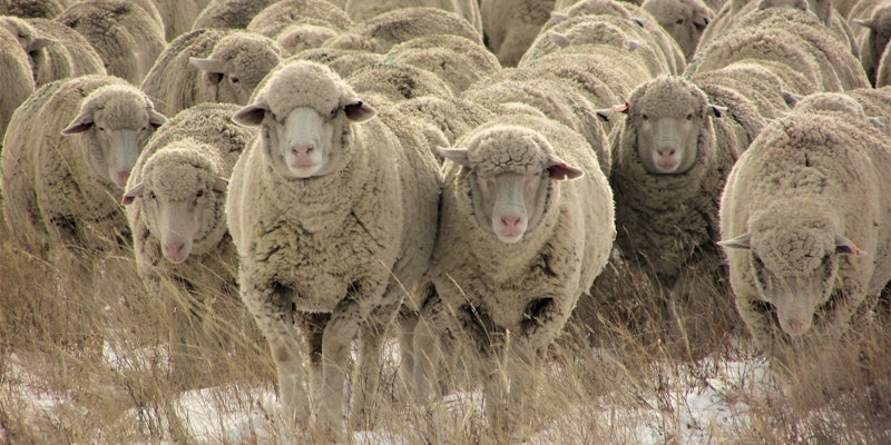 White sheep walking across a snowy prairie