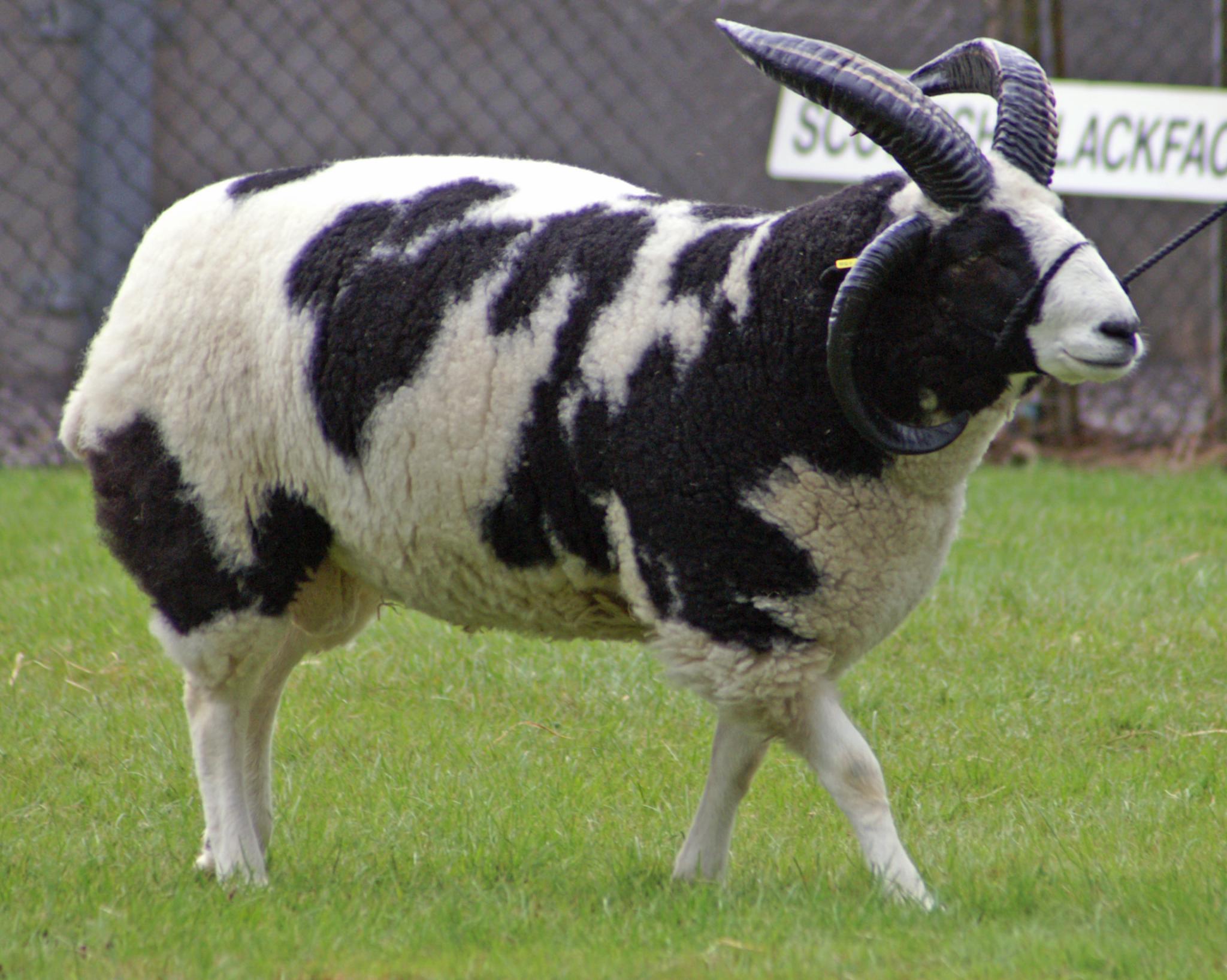 Black and white Jacob ram sheep with 4 horns
