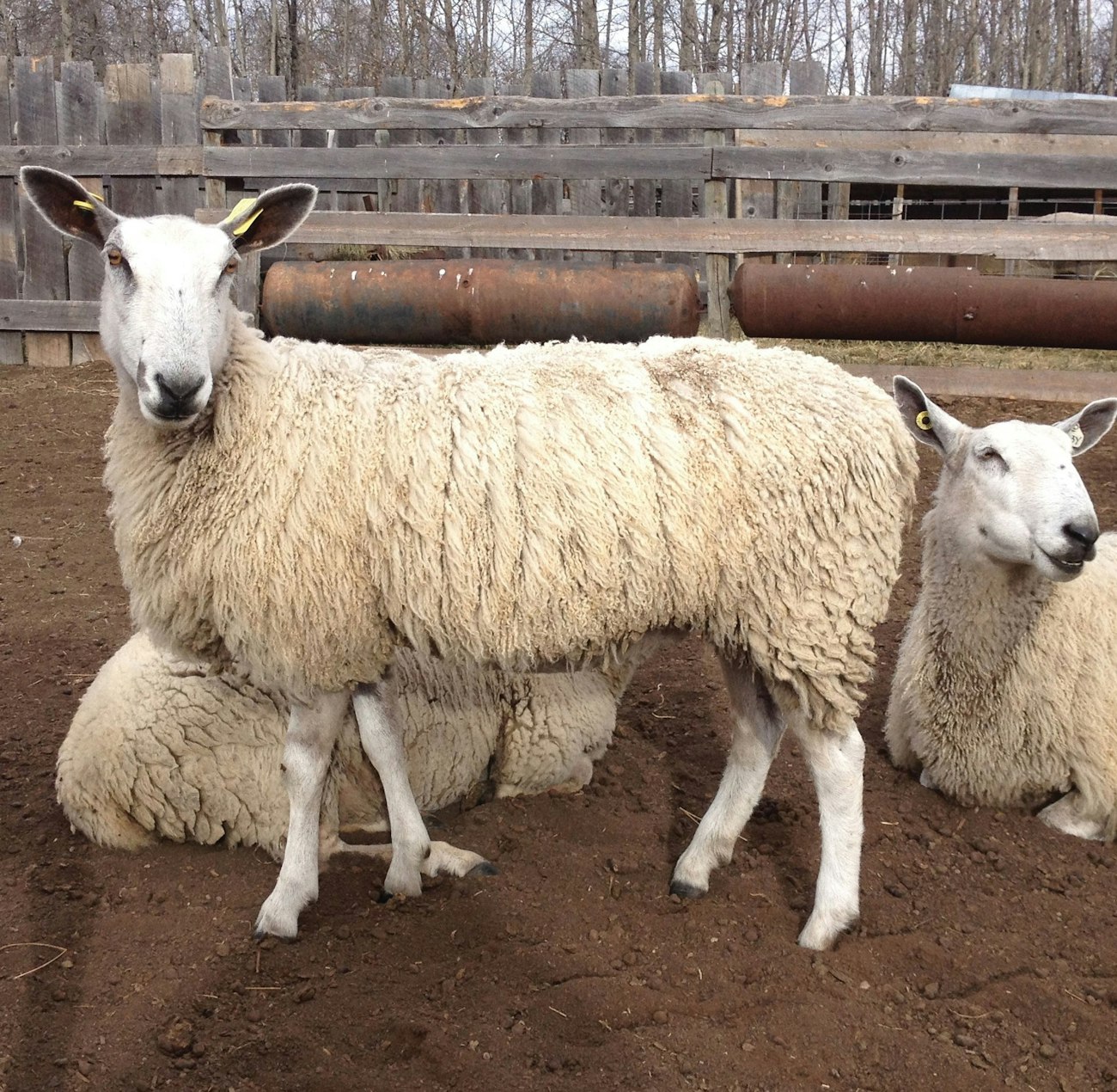 3 Bluefaced Leicester ewes in a pen, one standing