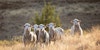 Can You Trust the Wool You’re With? RWS Certification Offers Assurances  Image