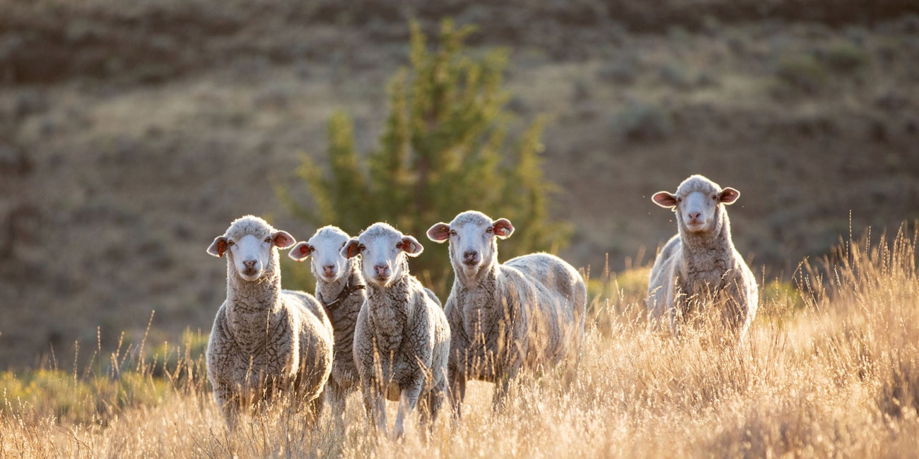 Five ewes looking toward the camera