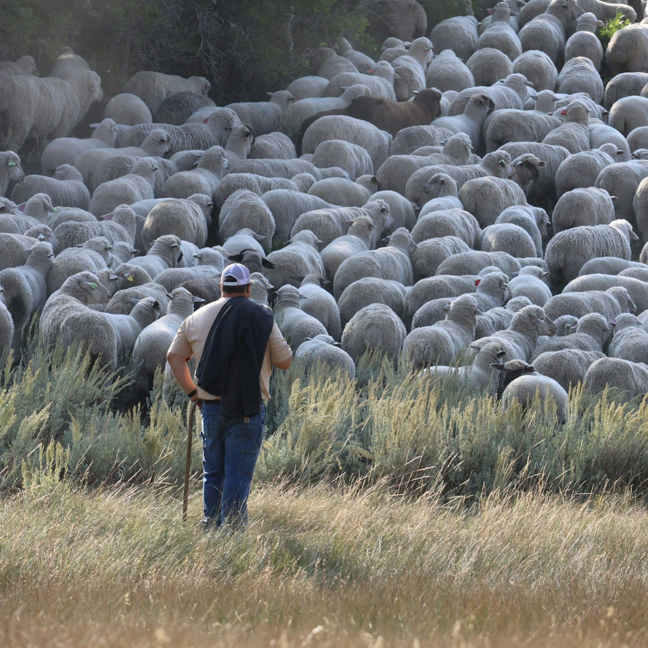 Man in baseball cap, back to camera, with a flock of sheep moving uphill