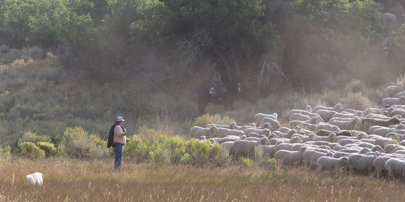 From left to right, white livestock guardian dog, man in baseball cap, flock of sheep, man mounted on horseback, and herding dog