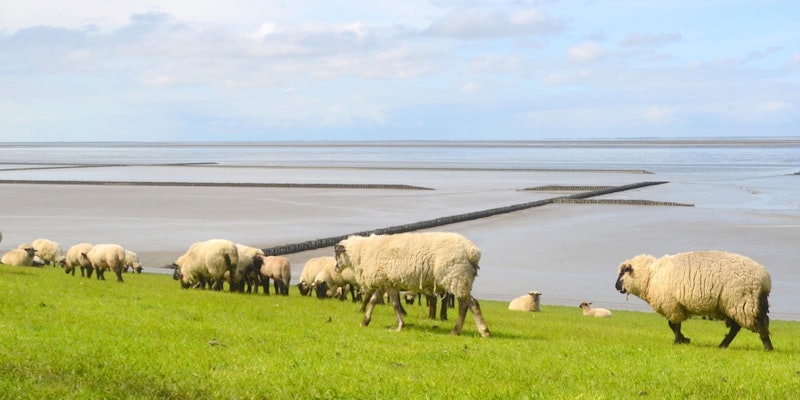 White sheep with black faces and legs graze on a grassy knoll with the sea in the background.