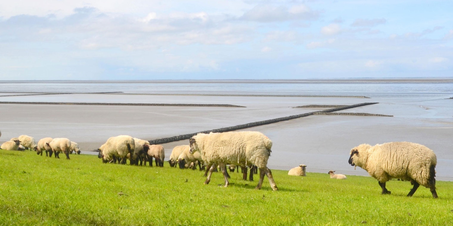 White sheep with black faces and legs graze on a grassy knoll with the sea in the background.