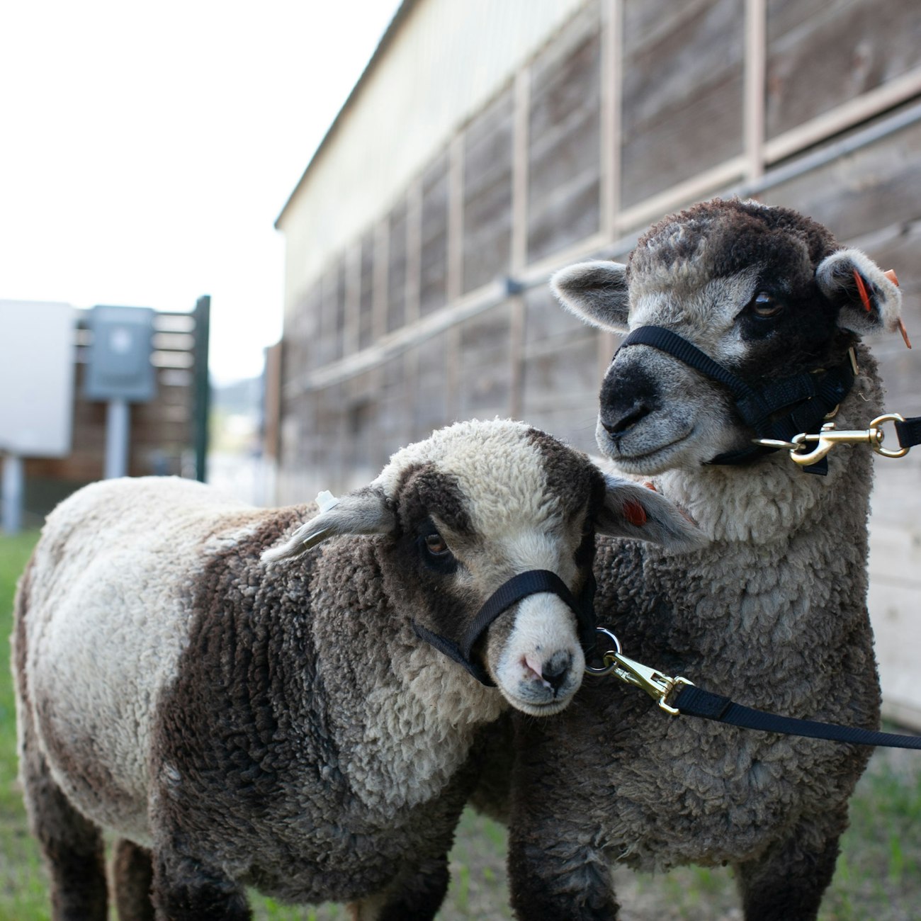 Two brown-and-white lambs on leads