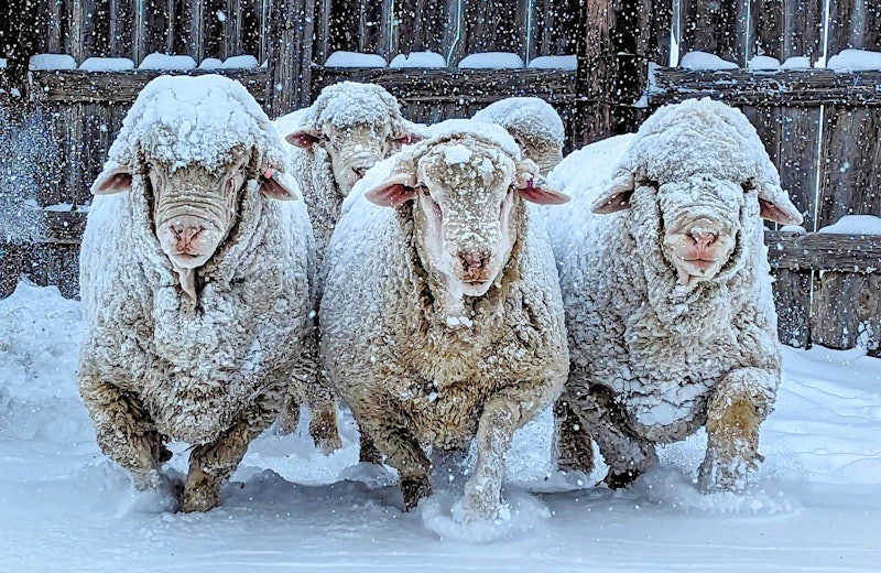 Rams in the Montana snow. Photos by Kristin Bieber of Skull Creek Targhees