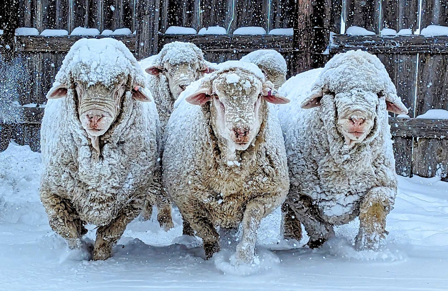 Rams in the Montana snow. Photos by Kristin Bieber of Skull Creek Targhees