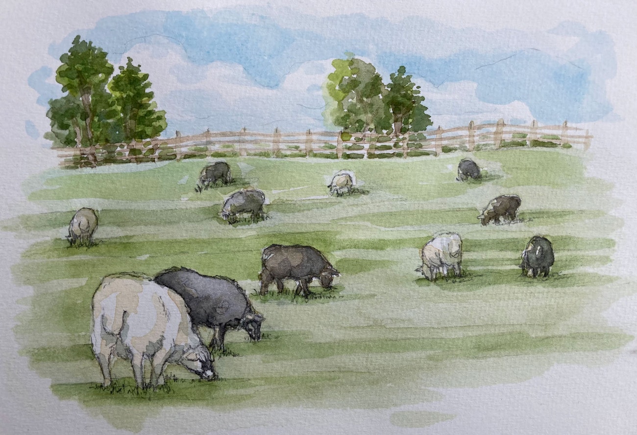 Watercolor of sheep in a green field