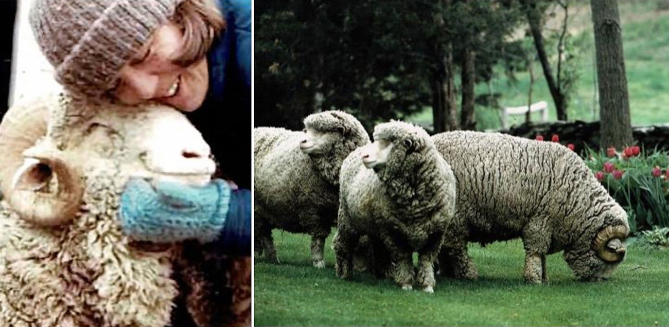 Smiling woman with face next to smiling sheep with curly horns; three wooly Merino sheep on a green lawn