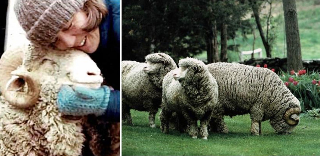 Smiling woman with face next to smiling sheep with curly horns; three wooly Merino sheep on a green lawn