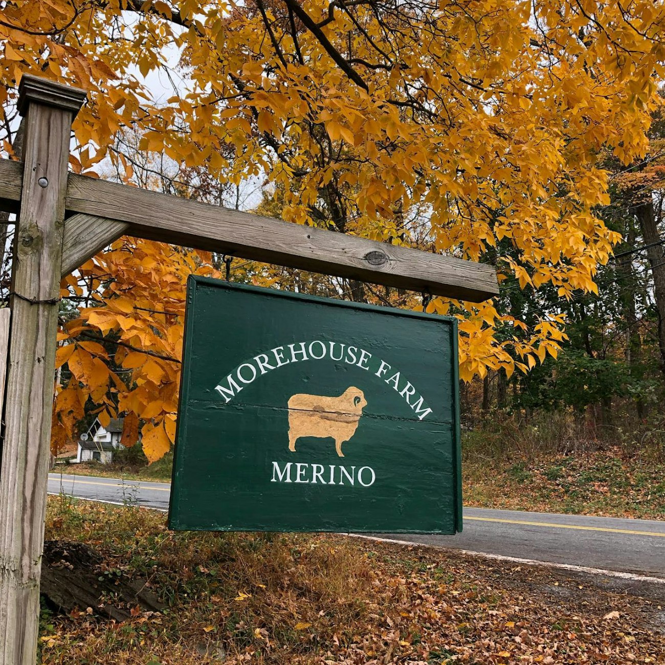 Green sign saying Morehouse Farm Merino against fall leaves next to a road