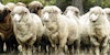 Morehouse Farm Merinos: A Pioneering Yarn Farm Image