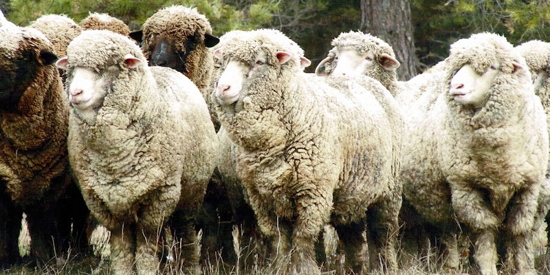 Colored and white Merino sheep