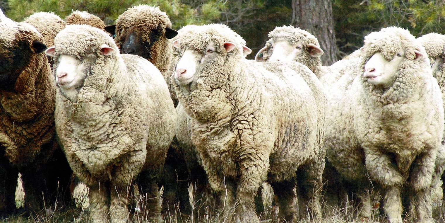 Colored and white Merino sheep