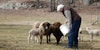 Ensuring the Future at Morehouse Farm Merinos Image