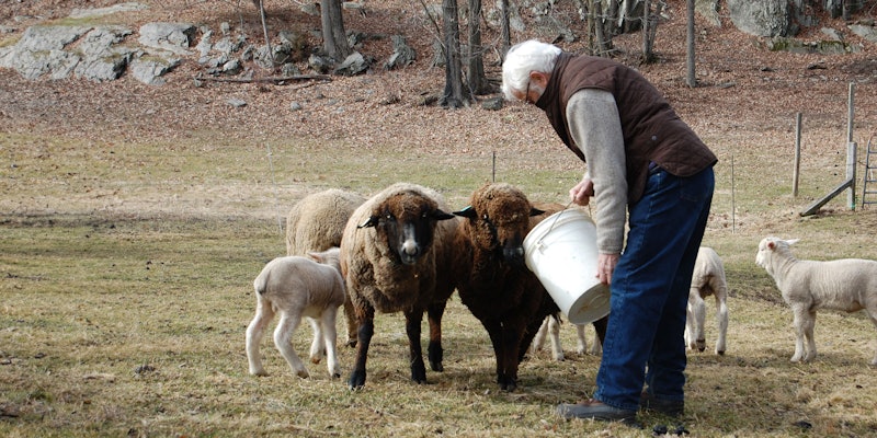 Man in brown vest with a bucket feeds black and white sheep