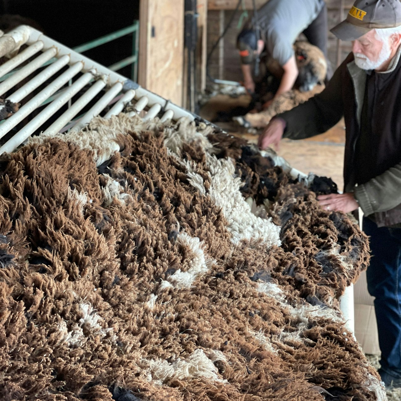Brown and white fleece on a skirting table with man in cap touching it. In the background, another man shears a black sheep